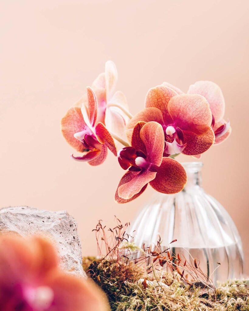 Orange Phalaenopsis Orchid Plant or Moth Orchid in glass vase, pebbles, moss on sandy yellow background. No plastic, only natural materials