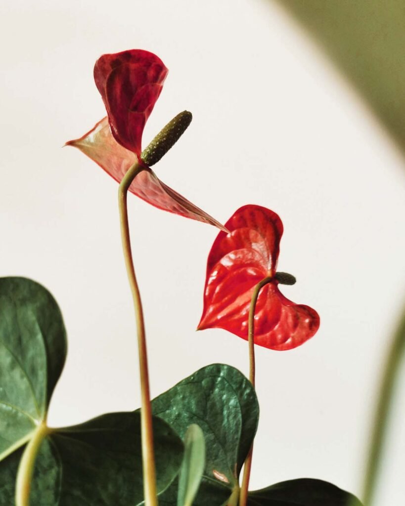 A vertical closeup of the Anthurium. Beautiful red flowers with yellow spadix.